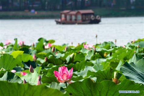 玄武湖離哪個景點近玄武湖畔的四季花海